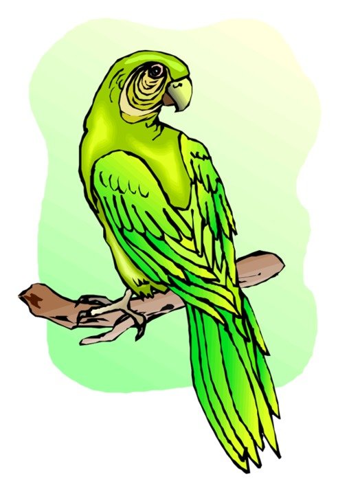 Green Parrot N3