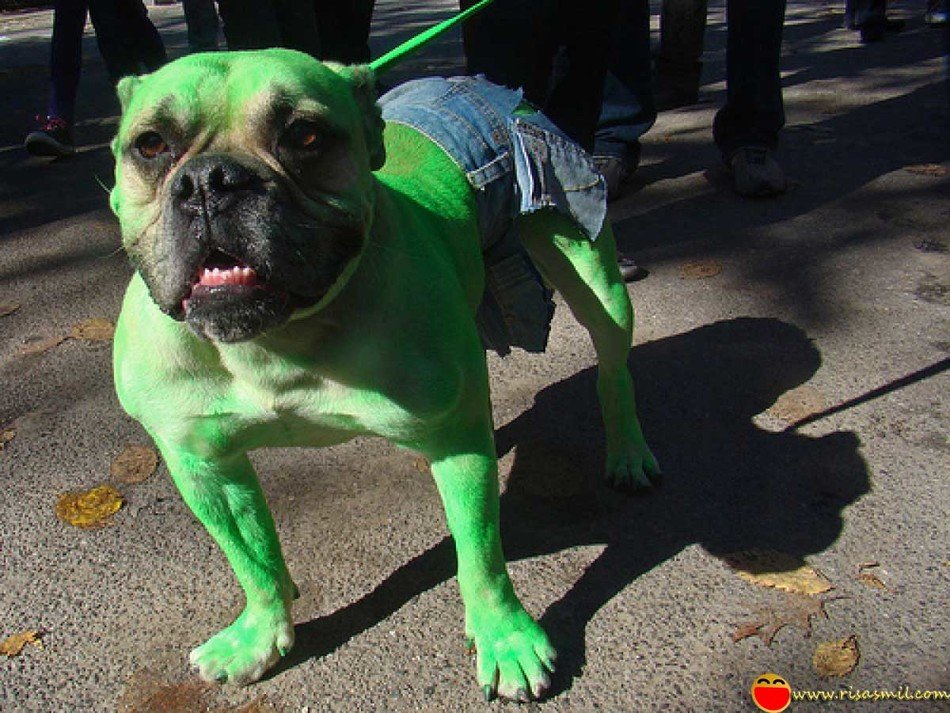 Risas dog