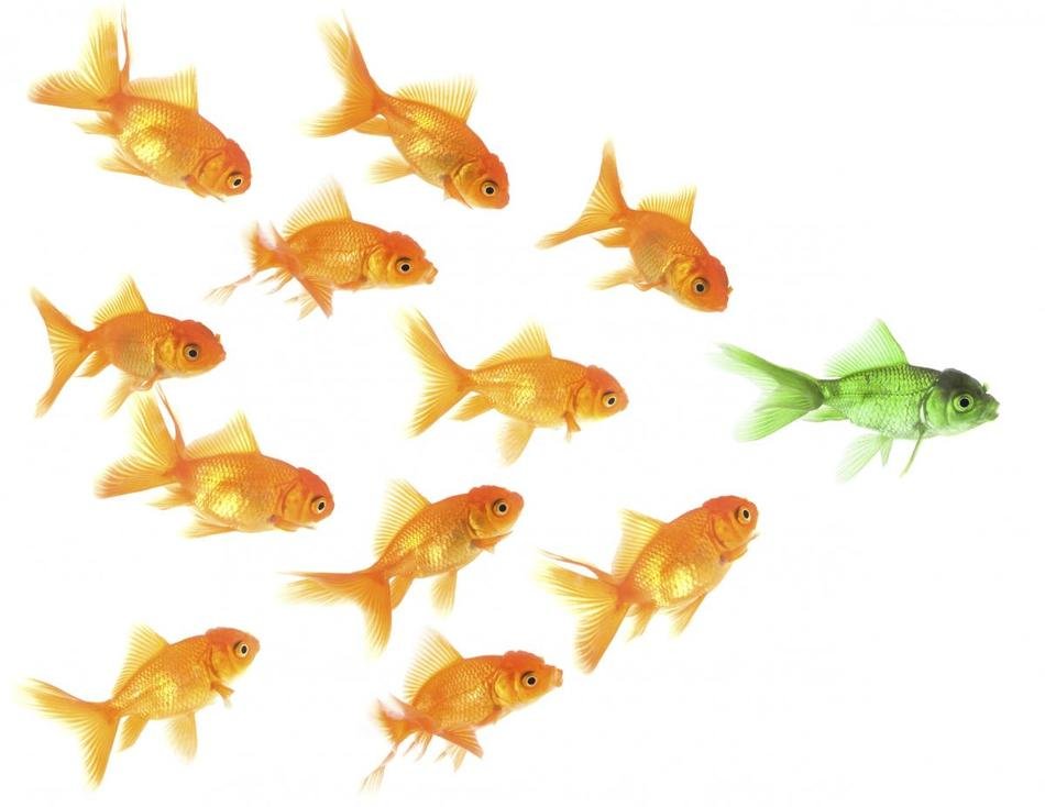 Fish Leader as picture for clipart