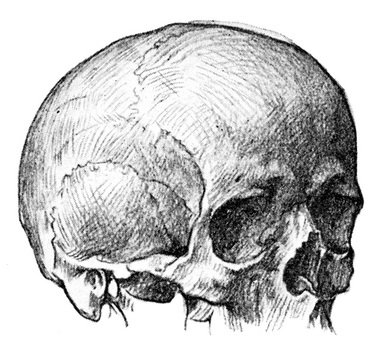 Human Skull Drawing