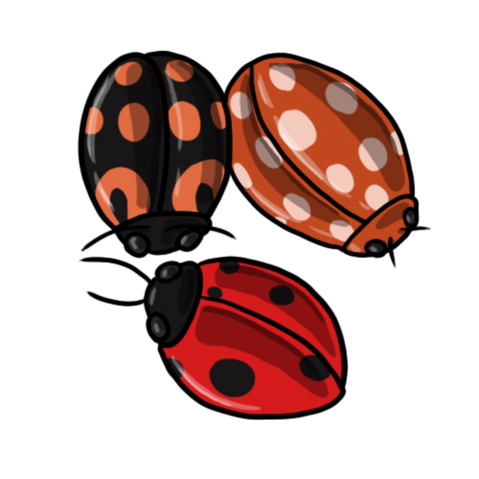 Ladybug Clip Art N53