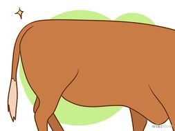 Hereford Cow Clip Art N4