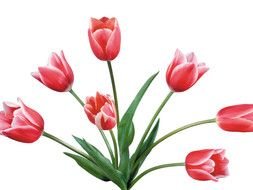 photo of a bouquet with pink tulips on a white background