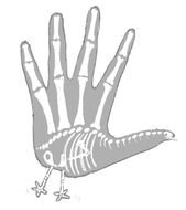 Hand Turkey N2