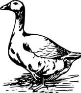 Goose Clip Art Black And White N6