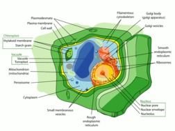 Plant Cell Structure drawing