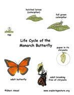 Butterfly Life Cycle N5