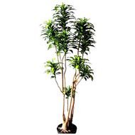 Dracaena Tree