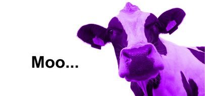 moo, banner with Purple Cow