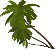 green palm photo