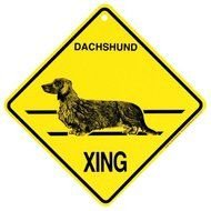 Long Haired Dachshund