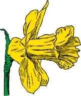 drawn daffodil flower