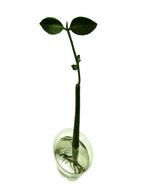 green flower new drawing