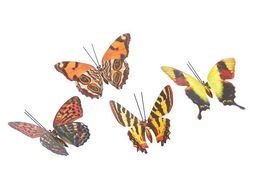 four Butterflies, drawing