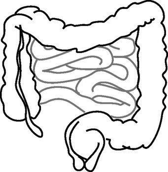 Small And Large Intestine Clip Art N2