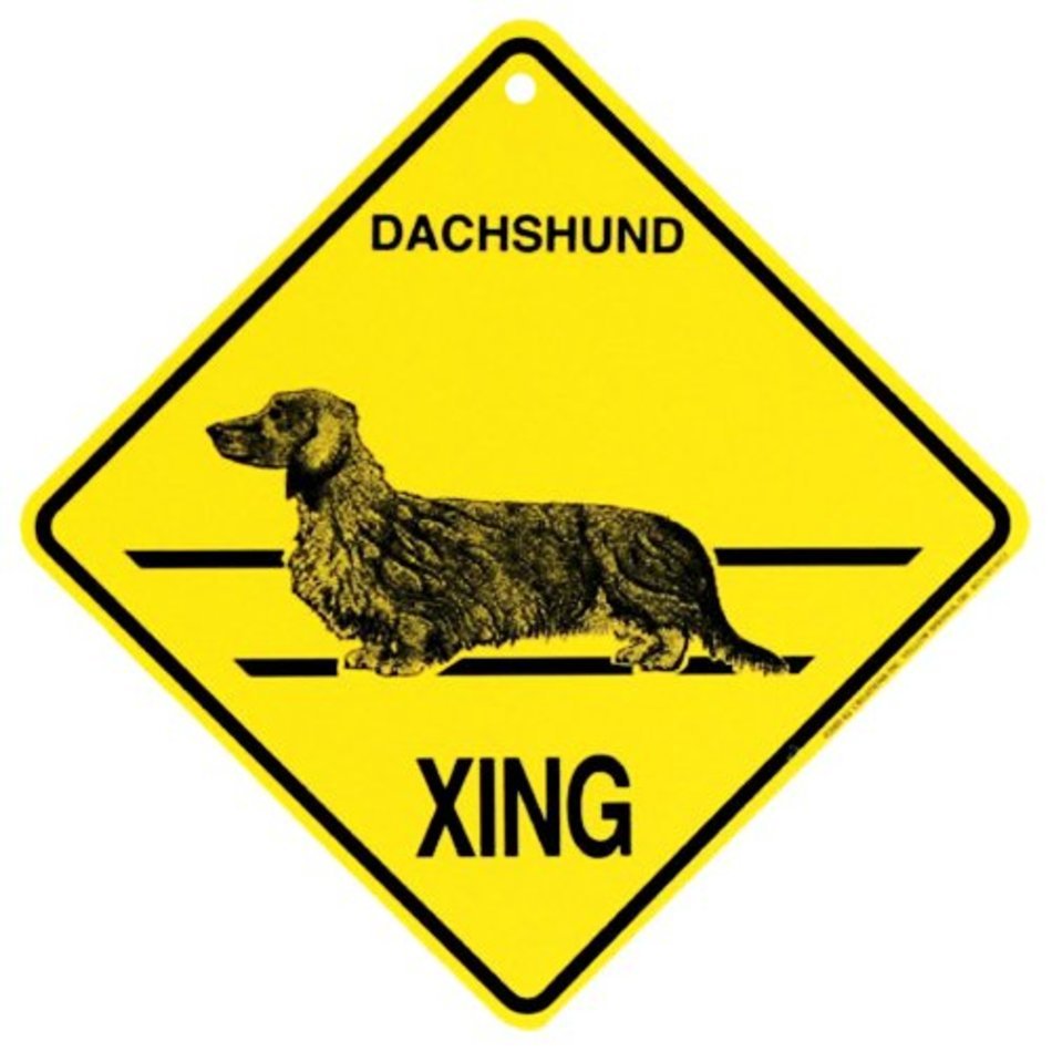 Long Haired Dachshund
