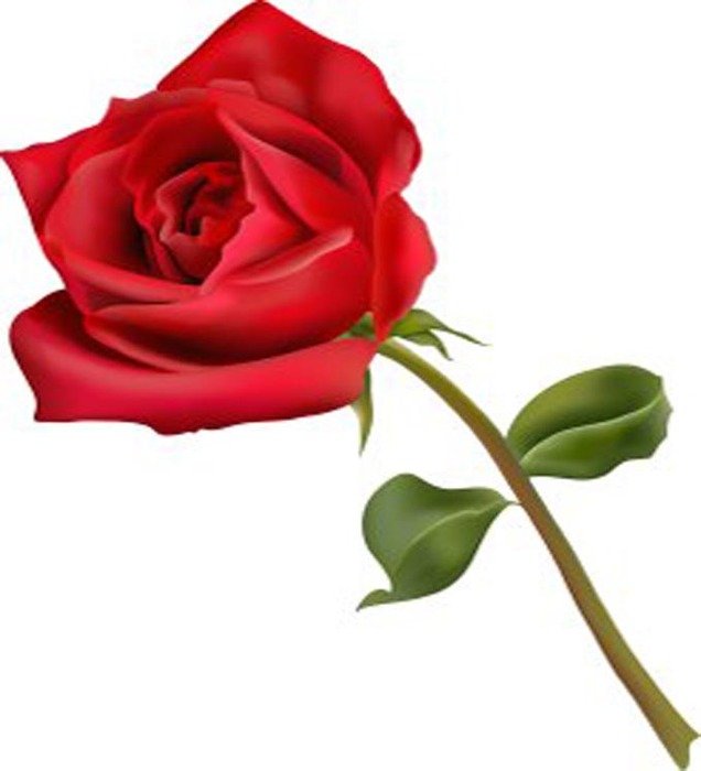 Rose Flower Clip Art N29