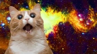 Cat Memes drawing