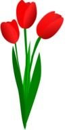 three Red Tulips together, drawing