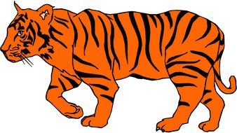 orange Tiger drawing