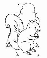 Squirrel Coloring Pages N2