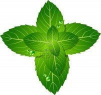 Green mint leaves with the water clipart