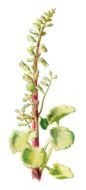 wild plant in bloom, drawing