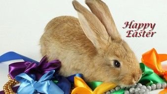 Happy Easter Bunny photo