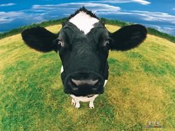 closeup photo of cute cow face on farm