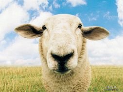 Funny Farm sheep