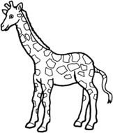 Giraffe as a graphic illustration