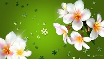 Beautiful Plumeria Flowers clipart