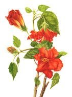 Botanical Illustrations Of Hibiscus Flowers drawing