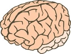 Brain Clip Art drawing
