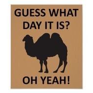 Funny Wednesday Hump Day
