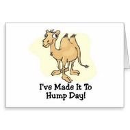 Wednesday Hump Day Camel N2