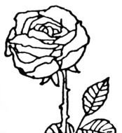 Rose Clip Art N49