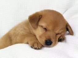 Cute Puppi Sleeping as picture for clipart