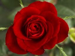 little red rose in the garden