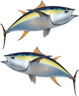 two tuna as illustration