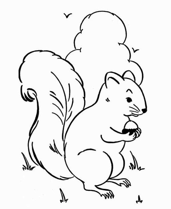Squirrel Coloring Pages N2