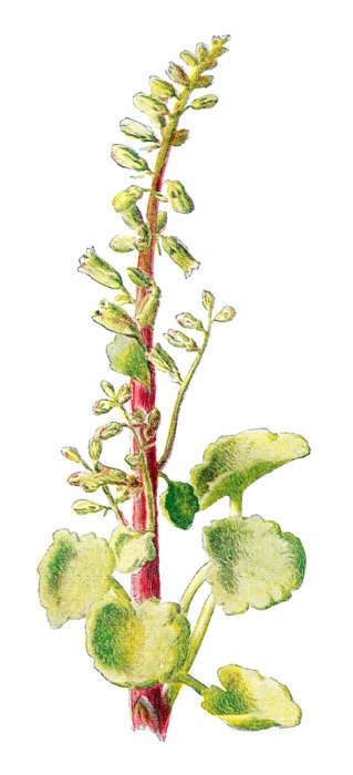 wild plant in bloom, drawing