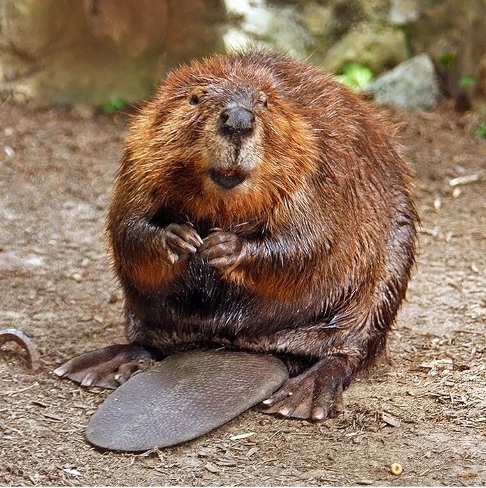 Canadian Beaver N2