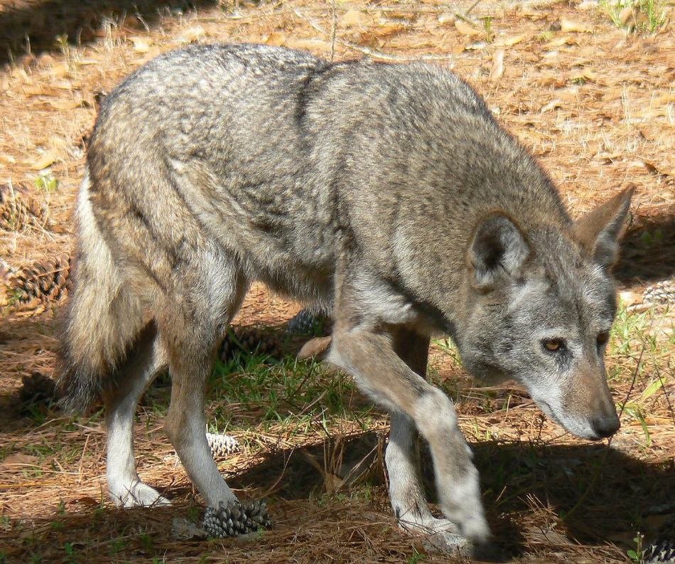 Picture of Red Wolf