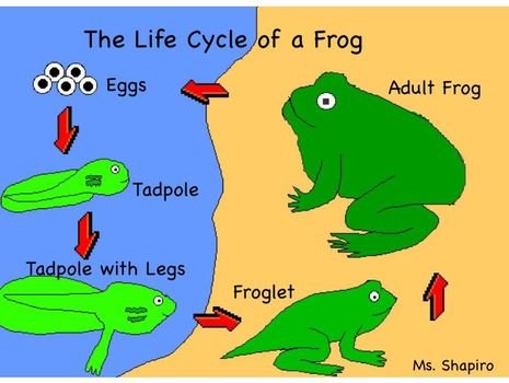Frog Life Cycle Diagram N3