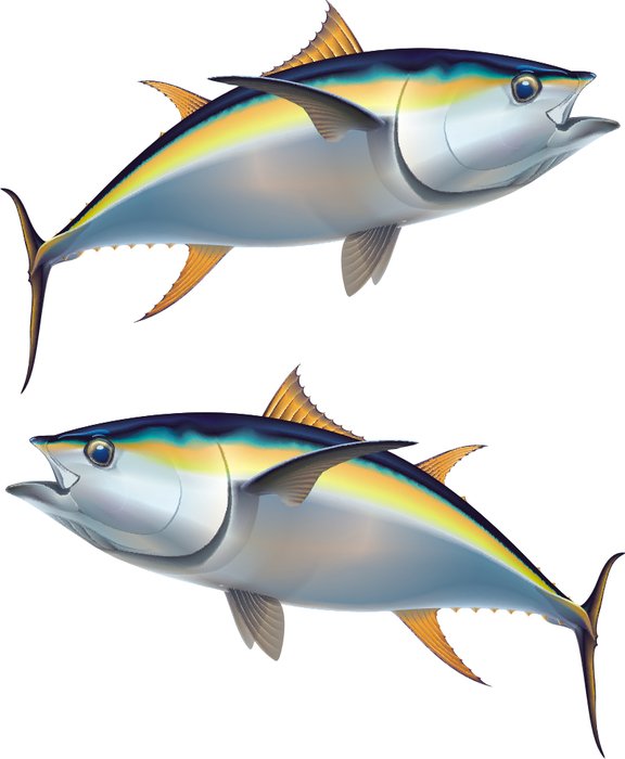 Two tuna as illustration free image download