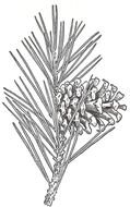 Pine Cone Silhouette drawing