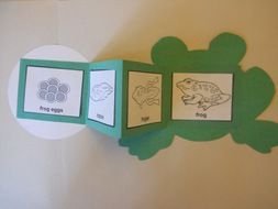 Book frog life cycle craft
