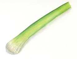 Single Stalk Celery