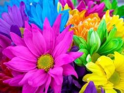 beautiful flowers of different colors